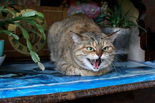 Aggression in cats - Safer Pet