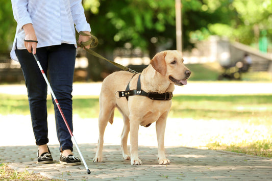 Purpose of assistance dogs - Safer Pet
