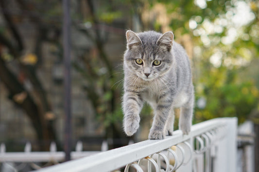 Cats and their sense of direction: is it easy for them to find their way back home to you? - Safer Pet