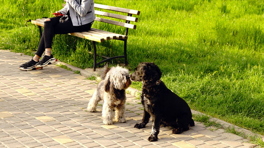How should you introduce dogs to each other? - Safer Pet