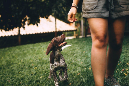 How often should I walk my dog? | Safer Pet - Safer Pet
