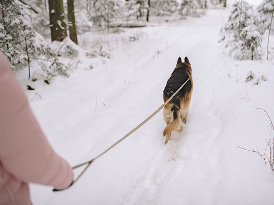 UK's best dog walks this winter - Safer Pet blog - photo by Yan Krukov © Pexels