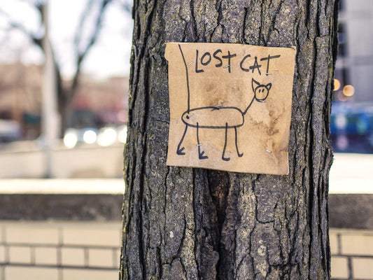 Why do people steal cats ? - Safer Pet