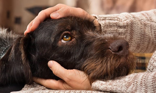 Safer Pet offers solution to dog thefts | Safer Pet - Safer Pet