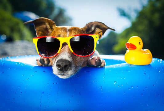 Keeping your dogs safe in the heat