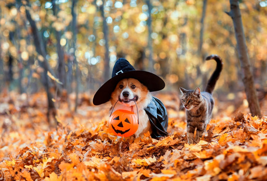 Safely Celebrate Halloween with your pets